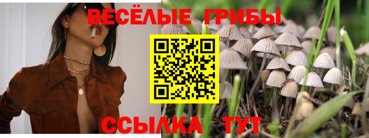 Знаменск  Галлюциногенные грибы Cubensis  Вход с VPN 